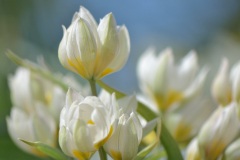Tulipa polychroma