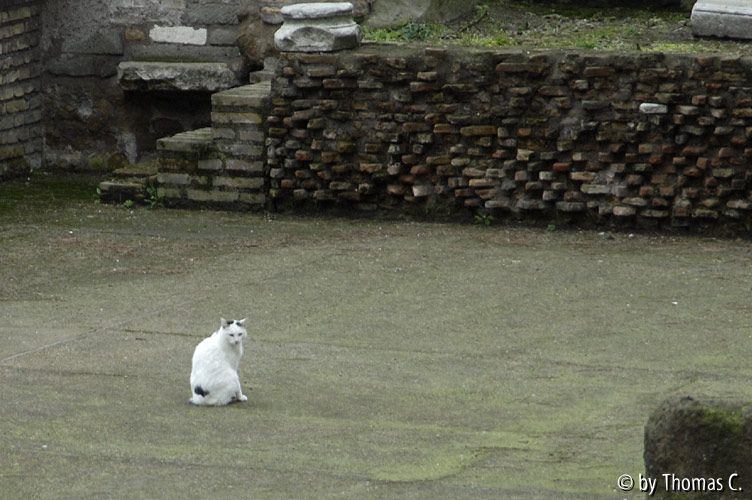 Rom Katzenforum 06