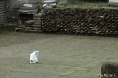Rom Katzenforum 06