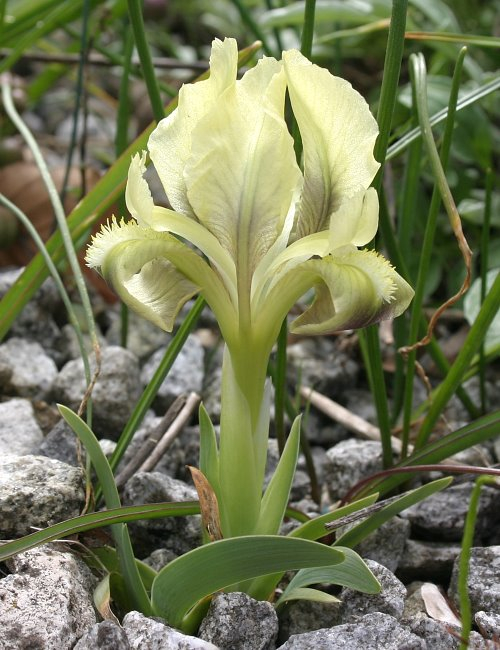 Iris suaveolens gelb