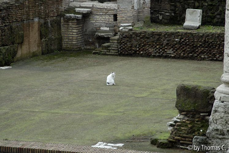 Rom Katzenforum 05