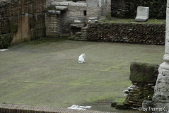 Rom Katzenforum 05