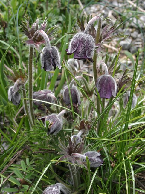 Pulsatilla pratensis var. nigricans