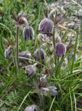 Pulsatilla pratensis var. nigricans