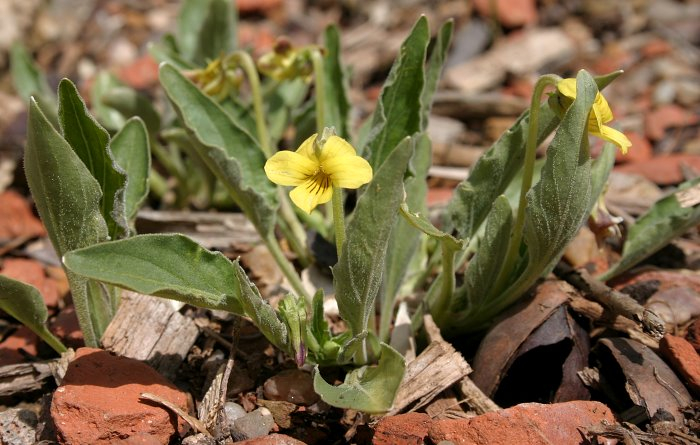 Viola nuttallii