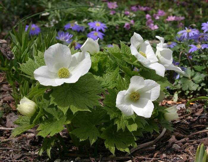 Glaucidium palmatum var. leucanthum