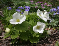 Glaucidium palmatum var. leucanthum