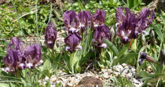 Iris reichenbachii