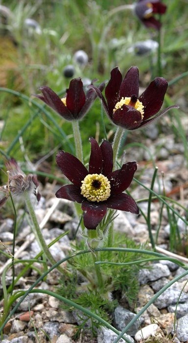 Pulsatilla rubra