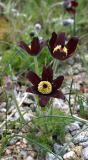 Pulsatilla rubra