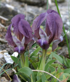 Iris suaveolens violett