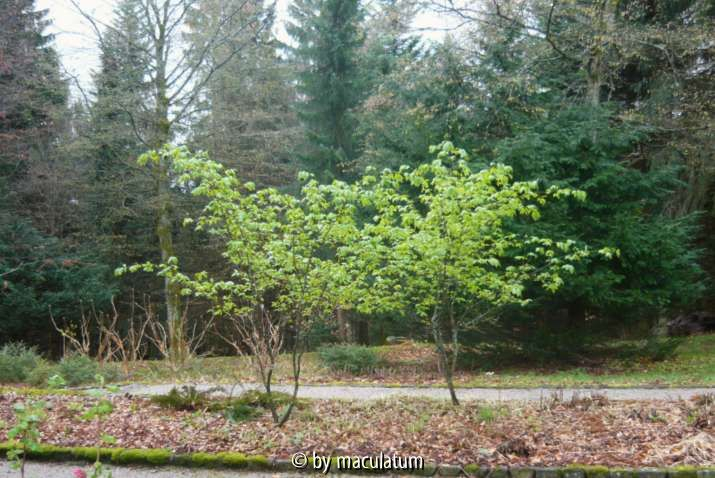 Euonymus planipes