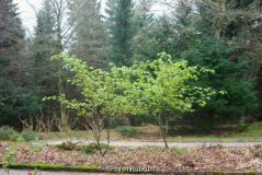 Euonymus planipes