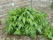 Cephalaria gigantea