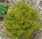 Aruncus dioicus