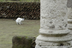 Rom Katzenforum 07