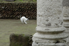 Rom Katzenforum 08