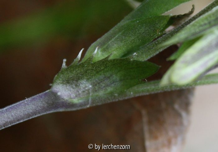 Viola rupestris, Nebenblatt