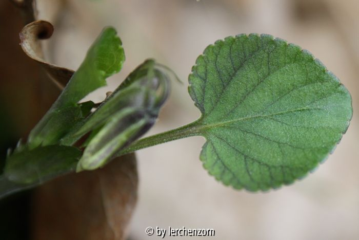 Viola rupestris, Blatt