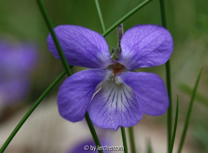 Viola rupestris