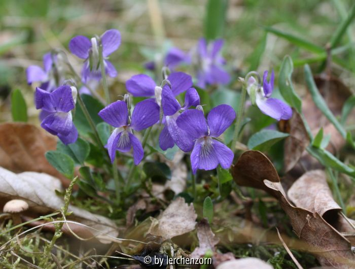 Viola rupestris