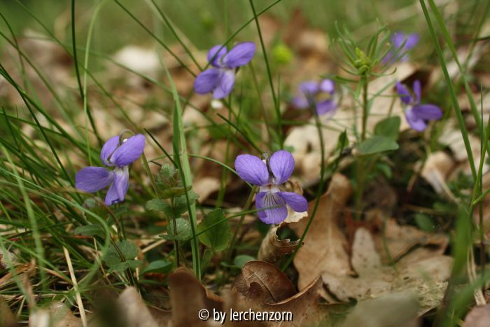 Viola rupestris