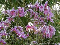 Magnlie 'Pinkie'