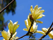 Magnolie 'Butterflies'