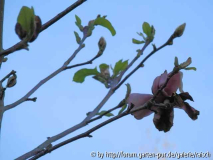 Magnolie 'Burgundy' 2