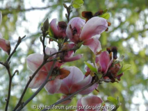Magnolie 'Burgundy' 1