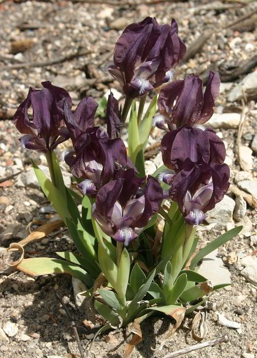 Iris reichenbachii