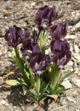 Iris reichenbachii