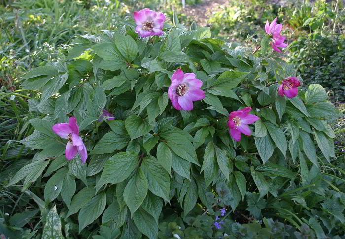 Paeonia mairei