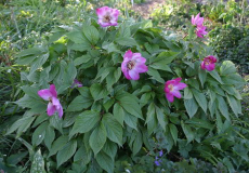 Paeonia mairei