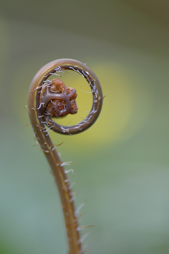 Adiantum pedatum 28-04-2012  2
