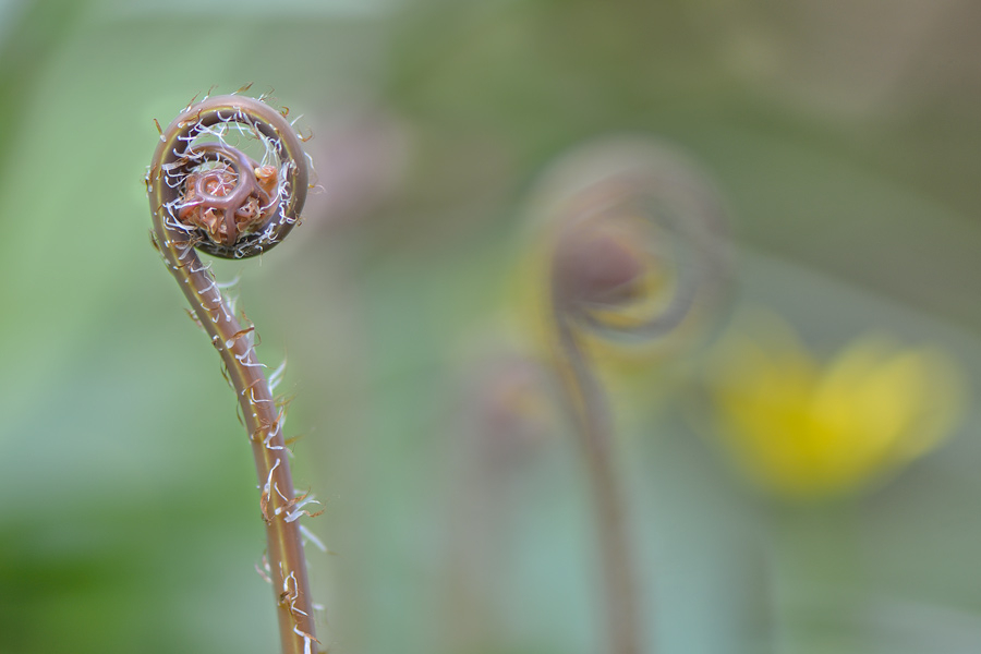 Adiantum pedatum 28-04-2012  1
