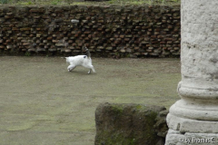 Rom Katzenforum 10