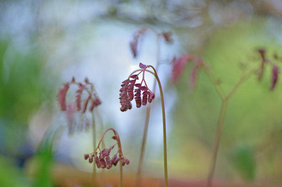 Adiantum aleuticum 28-04-2012  1