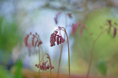 Adiantum aleuticum 28-04-2012  1