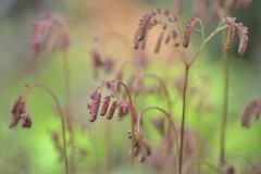 Adiantum aleuticum 28-04-2012  2