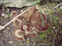 Pilz 1