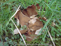 Pilz 2