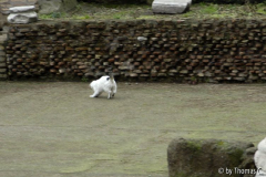 Rom Katzenforum 11
