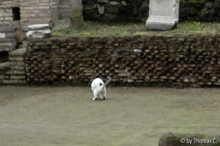 Rom Katzenforum 12