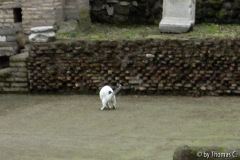 Rom Katzenforum 12