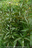 P1110526b.JPG