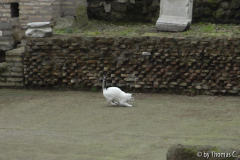 Rom Katzenforum 13