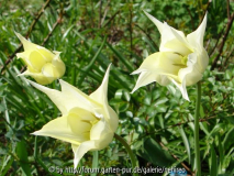 White Triumphator Nahaufnahme