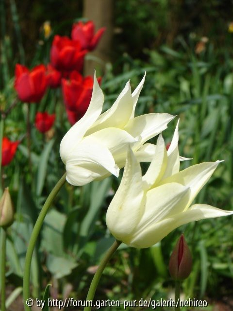 White Triumphator und Couleur Cardinal