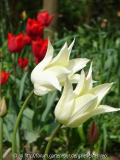 White Triumphator und Couleur Cardinal